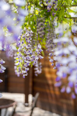 Purple wisteria flowers hanging at the ceiling with wooden wall background