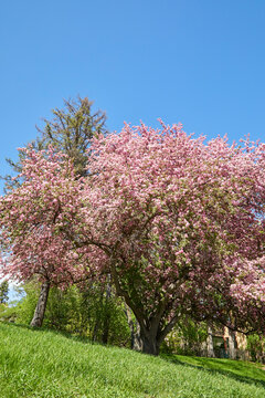 Flowering pink tree growing on a big hill on a beautiful spring day