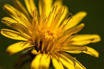 yellow flower macro