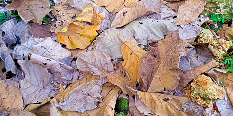 teak leaves that fall in the dry season