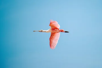 Rolgordijnen pink flamingo in flight at manaure la guajira colombia © Rafael Sifontes