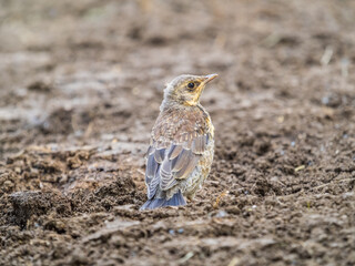 A fieldfare chick, Turdus pilaris, has left the nest and sitting on the spring lawn. A fieldfare...