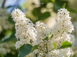 White Blooming Lilac Flowers in spring with blured background
