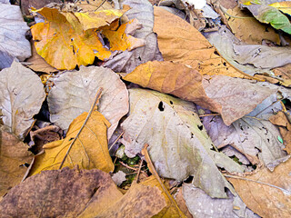 fallen autumn leaves