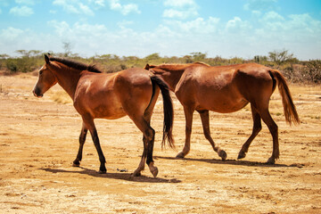 two horses in the field of manaure la guajira colombia