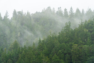 fog clouds and mist rising from the forest trees