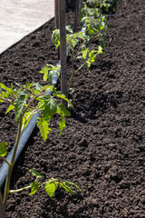 Tomato seedlings plant grown in beds with automatic watering or water dripping system in the home vegetable garden. Hose for watering and irrigation.