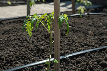 Tomato seedlings plant grown in beds with automatic watering or water dripping system in the home vegetable garden. Hose for watering and irrigation.