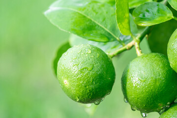 Fresh green Lemon fruit hanging from branch on Lemon tree garden and healthy food concept, group of Lemon, macro