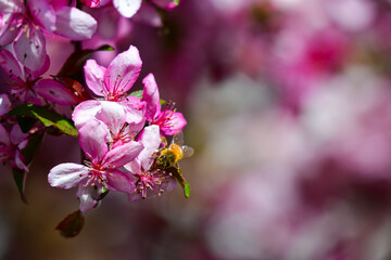 Honey Bee on Pear Blossom