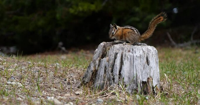 A cute and playful chipmunk running, jumping, sitting and eating on an old tree trunk in E.C. Manning Park, British Columbia, Canada