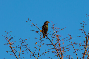 Shiny Bird