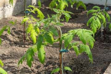 watering plants in garden