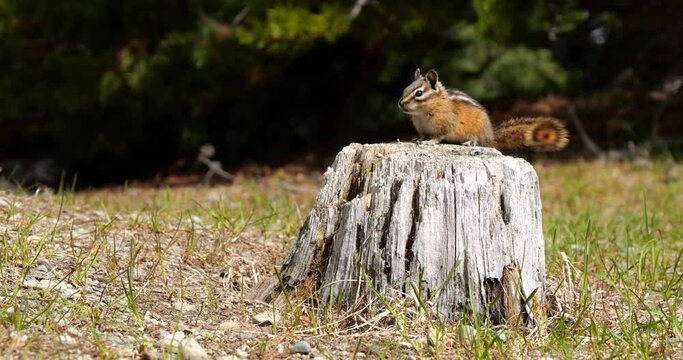 A cute and playful chipmunk running, jumping, sitting and eating on an old tree trunk in E.C. Manning Park, British Columbia, Canada