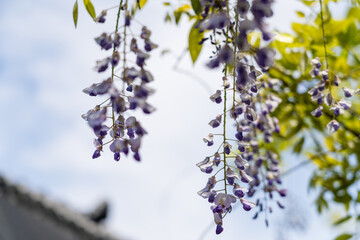 Purple wisteria flowers hanging with green trees in spring season with blue sky