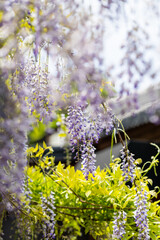 Purple wisteria flowers hanging with green trees in spring season
