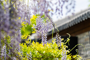Purple wisteria flowers hanging with green trees in the house in spring season