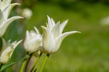 white and yellow tulip