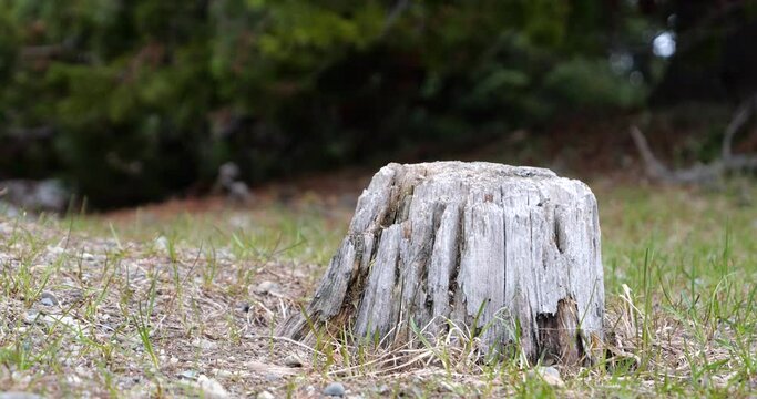 A cute and playful chipmunk running, jumping, sitting and eating on an old tree trunk in E.C. Manning Park, British Columbia, Canada
