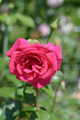 王妃アントワネット　バラの花