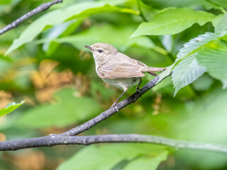 Fototapeta premium Common chiffchaff, lat. phylloscopus collybita, sitting on branch of bush in spring and looking for food
