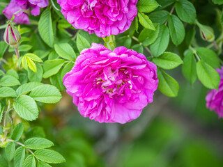 Blooming rosehip flower, beautiful pink flower on a bush branch. Beautiful natural background of blooming greenery.