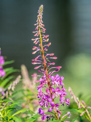 Flowers of Fireweed, Chamaenerion angostifolium on a sunny summer day