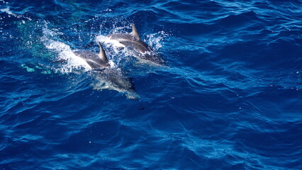 Dusky dolphins (Lagenorhynchus obscurus) off the coast of the Falkland Islands in the South...