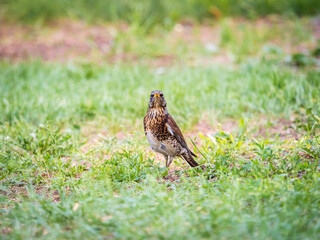 Wood bird Fieldfare, Turdus pilaris, on a sprng lawn.