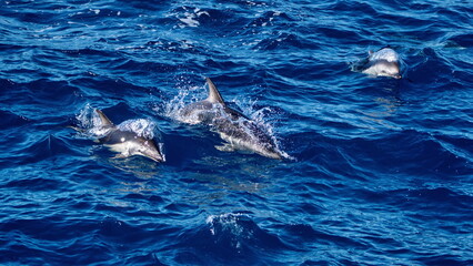 Fototapeta premium School of dusky dolphins (Lagenorhynchus obscurus) off the coast of the Falkland Islands in the South Atlantic Ocean