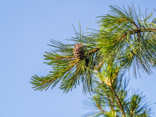 Naklejka premium Cedar branches with long fluffy needles with a beautiful blurry background. Cedar branches with fresh shoots in spring.