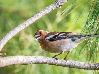 Common chaffinch, Fringilla coelebs, sits on a branch in spring on green background. Common chaffinch in wildlife.