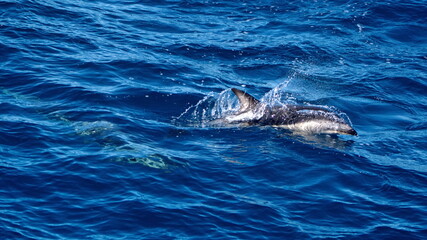 Fototapeta premium Dusky dolphin (Lagenorhynchus obscurus) off the coast of the Falkland Islands in the South Atlantic Ocean