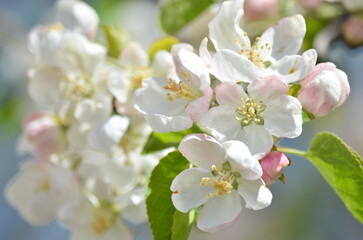 apple tree flowers in spring are white and pink