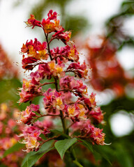 Flowers in the Spring