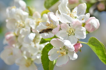 apple tree flowers in spring are white and pink