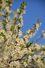 apple blossoms in spring against the blue sky