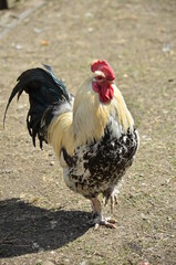 rooster in the farm