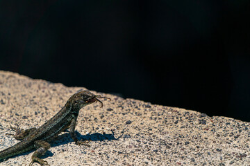 Galapagos Sagebrush lizard