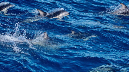 School of dusky dolphins (Lagenorhynchus obscurus) off the coast of the Falkland Islands in the...