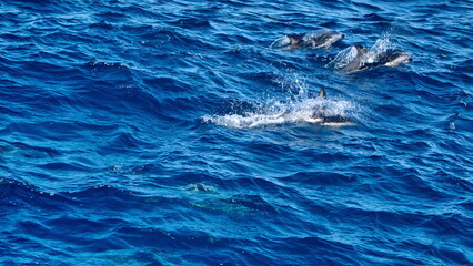 Fototapeta premium School of dusky dolphins (Lagenorhynchus obscurus) off the coast of the Falkland Islands in the South Atlantic Ocean
