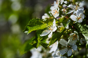Cherry blossoms in the garden in spring. The concept of spring, nature coming alive, flowers and love. Front view.