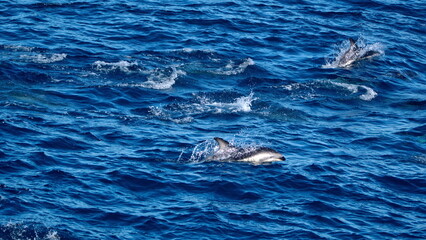 Fototapeta premium School of dusky dolphins (Lagenorhynchus obscurus) off the coast of the Falkland Islands in the South Atlantic Ocean