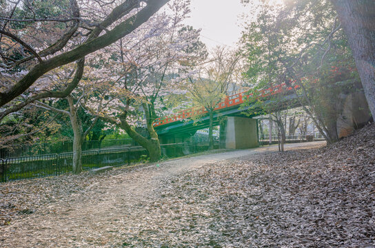京都市山科区の山科疏水沿いの桜