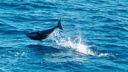 Fototapeta premium Dusky dolphin (Lagenorhynchus obscurus) leaping out of the water off the coast of the Falkland Islands in the South Atlantic Ocean