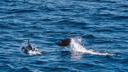 Fototapeta premium Dusky dolphin (Lagenorhynchus obscurus) leaping out of the water off the coast of the Falkland Islands in the South Atlantic Ocean