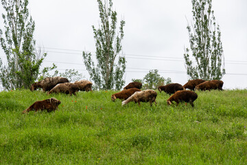 A flock of sheep grazing on a green lawn