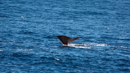 Fluke of a diving sperm whale (Physeter macrocephalus) off the coast of the Falkland Islands in the...