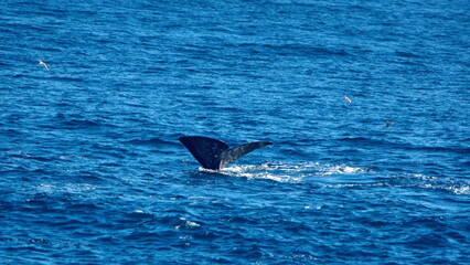 Fototapeta premium Fluke of a diving sperm whale (Physeter macrocephalus) off the coast of the Falkland Islands in the South Atlantic Ocean