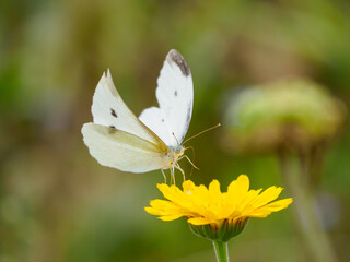 モンシロチョウの吸蜜